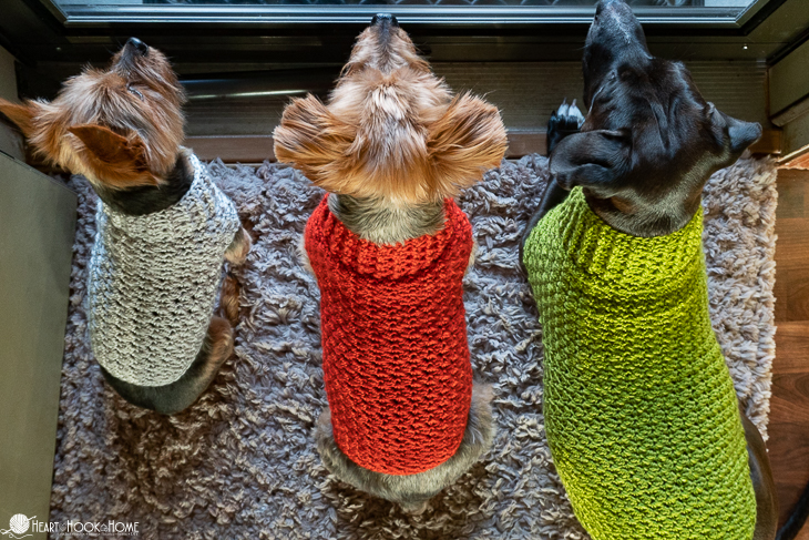 Dandy Dog Sweater crocxhet pattern by Heart Hook Home