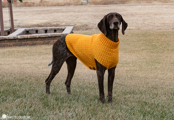 Sweater crochet pattern for big dogs by Heart Hook Home