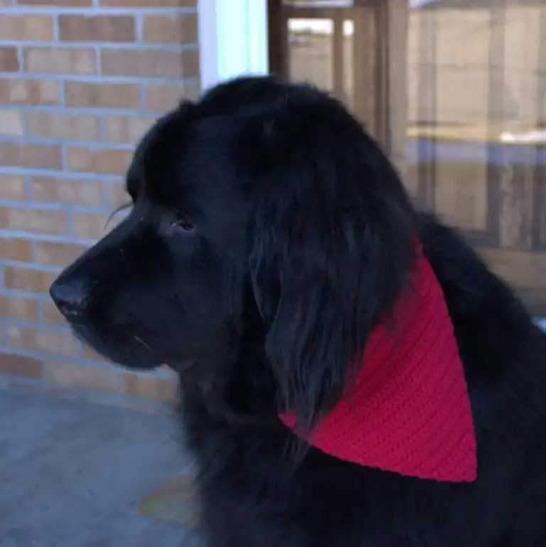 Big Dog Bandana Crochet pattern by Papio Creek Crochet