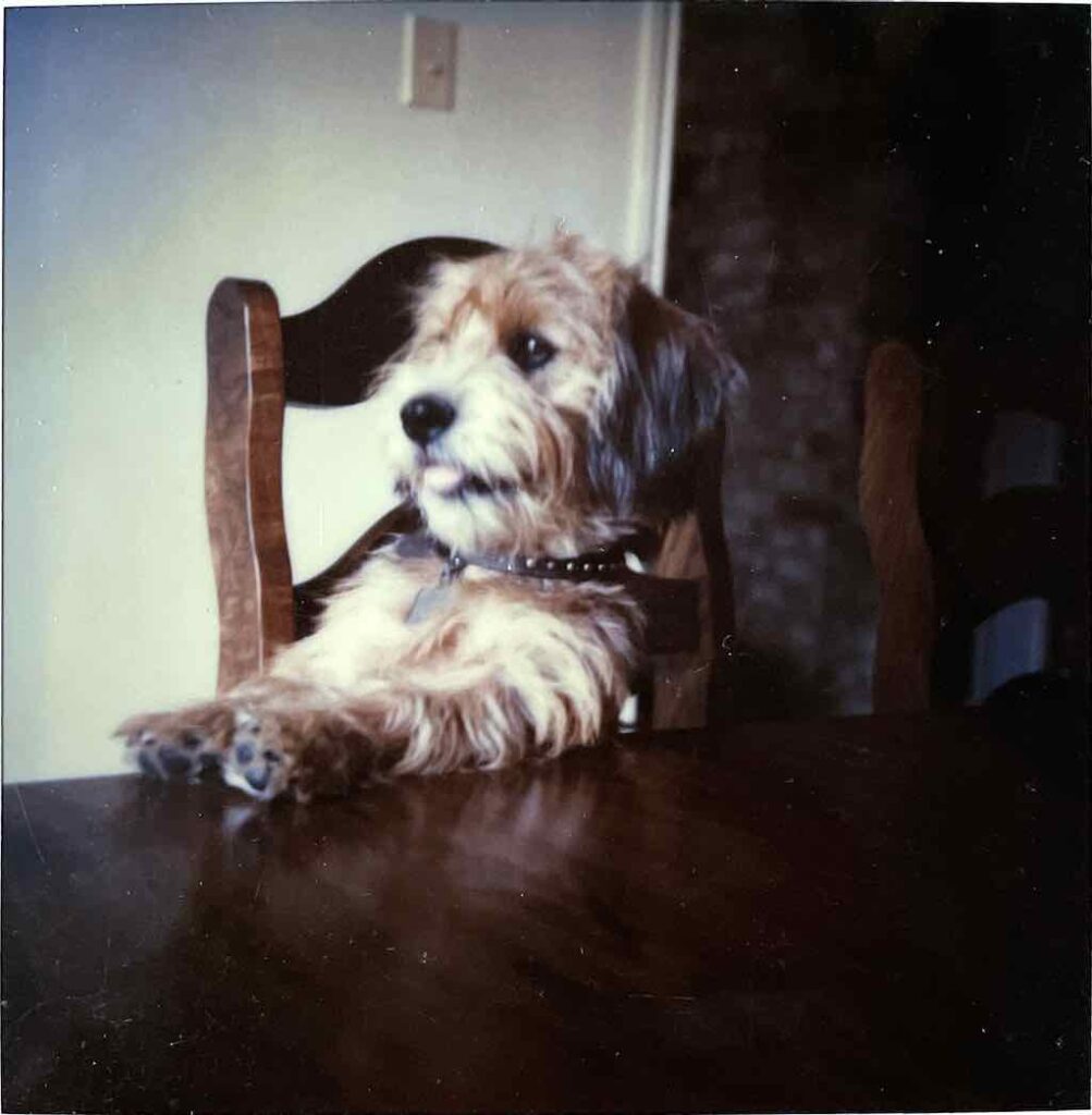 Photo of a rescue dog sitting at a table