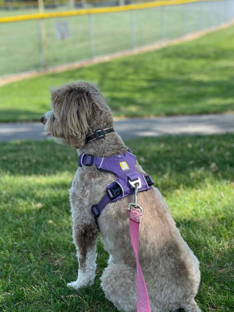 Photo of dog on leash at the park