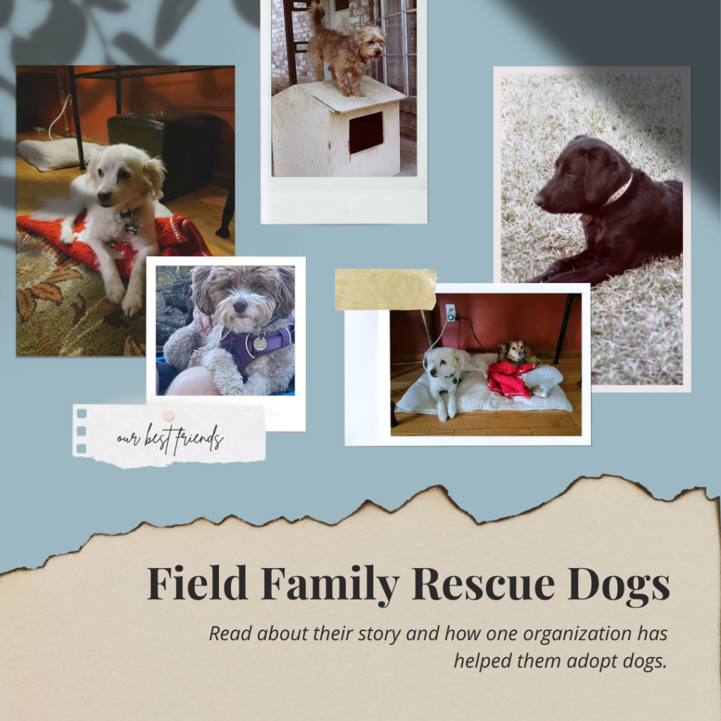 Photos of rescue dogs