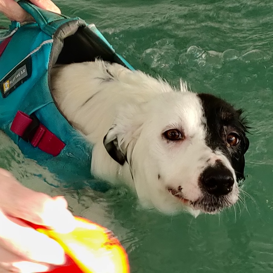 One family's inspiring rescue dog success story | MadameStitch