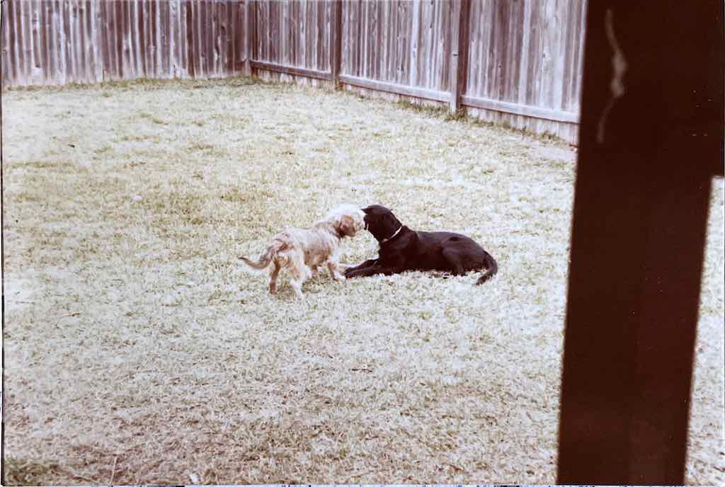 Two rescue dogs playing