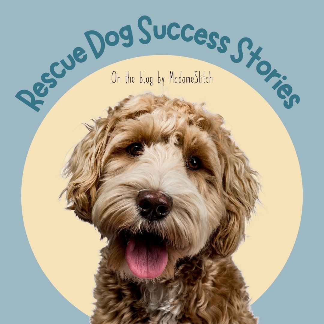 Engaging stories of successful rescue dog adoptions