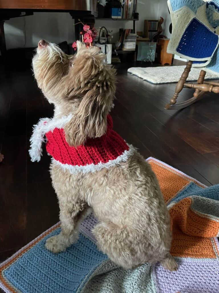 Daisy in her Christmas crochet dog scarf | A design by MadameStitch